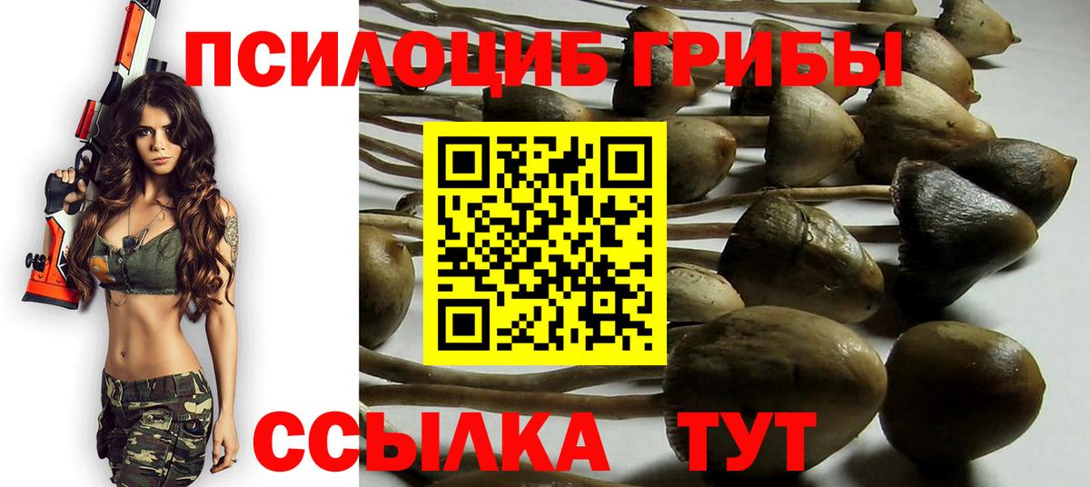 Галлюциногенные грибы Psilocybe Гуково